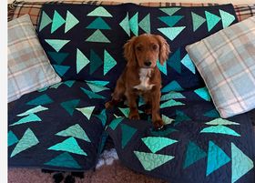 How cute is this puppy?  See the video of her quilt being made